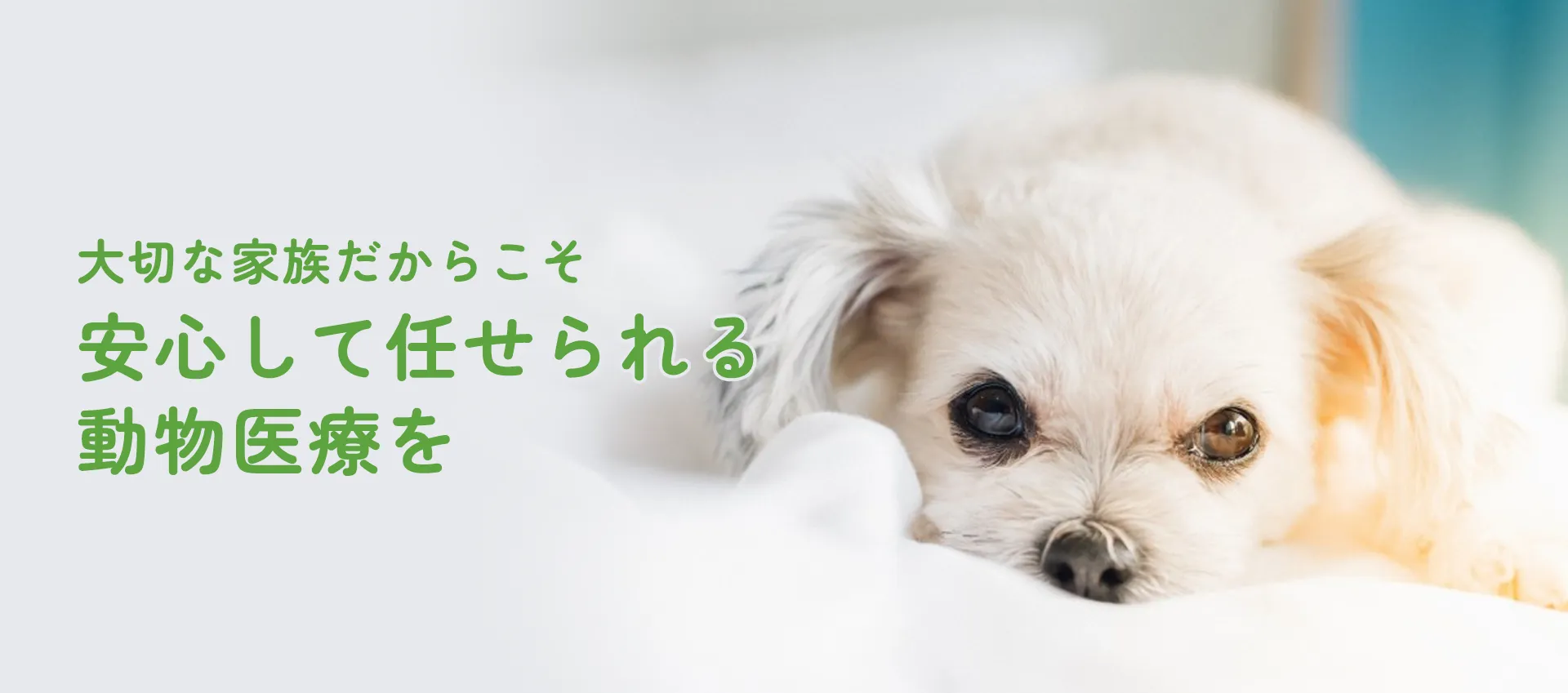 大切な家族だからこそ安心して任せられる動物医療を