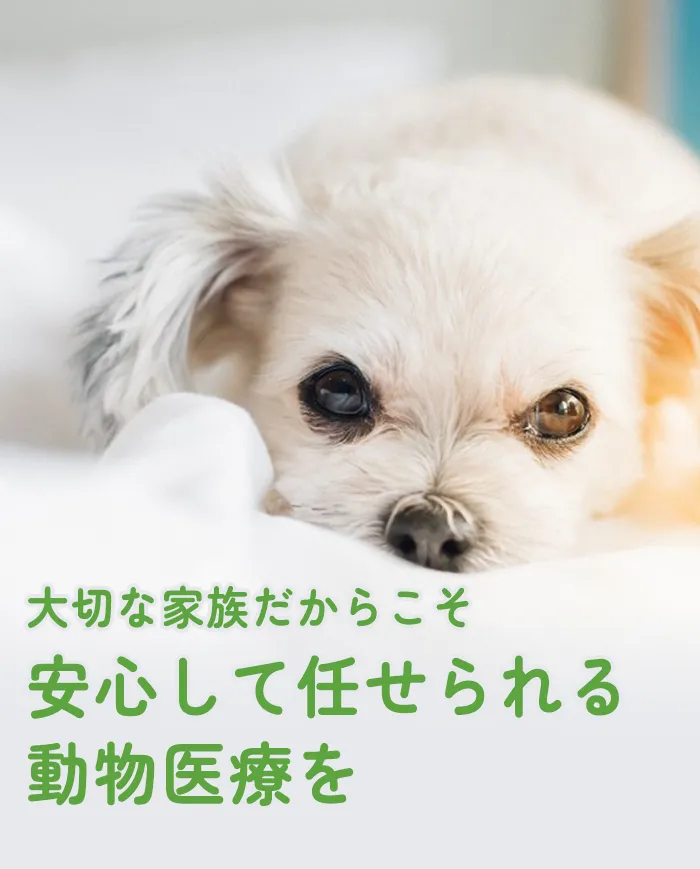 大切な家族だからこそ安心して任せられる動物医療を